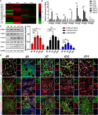 The IRE1α Arm of UPR Regulates Muscle Cells Immune Characters by Restraining p38 MAPK Activation